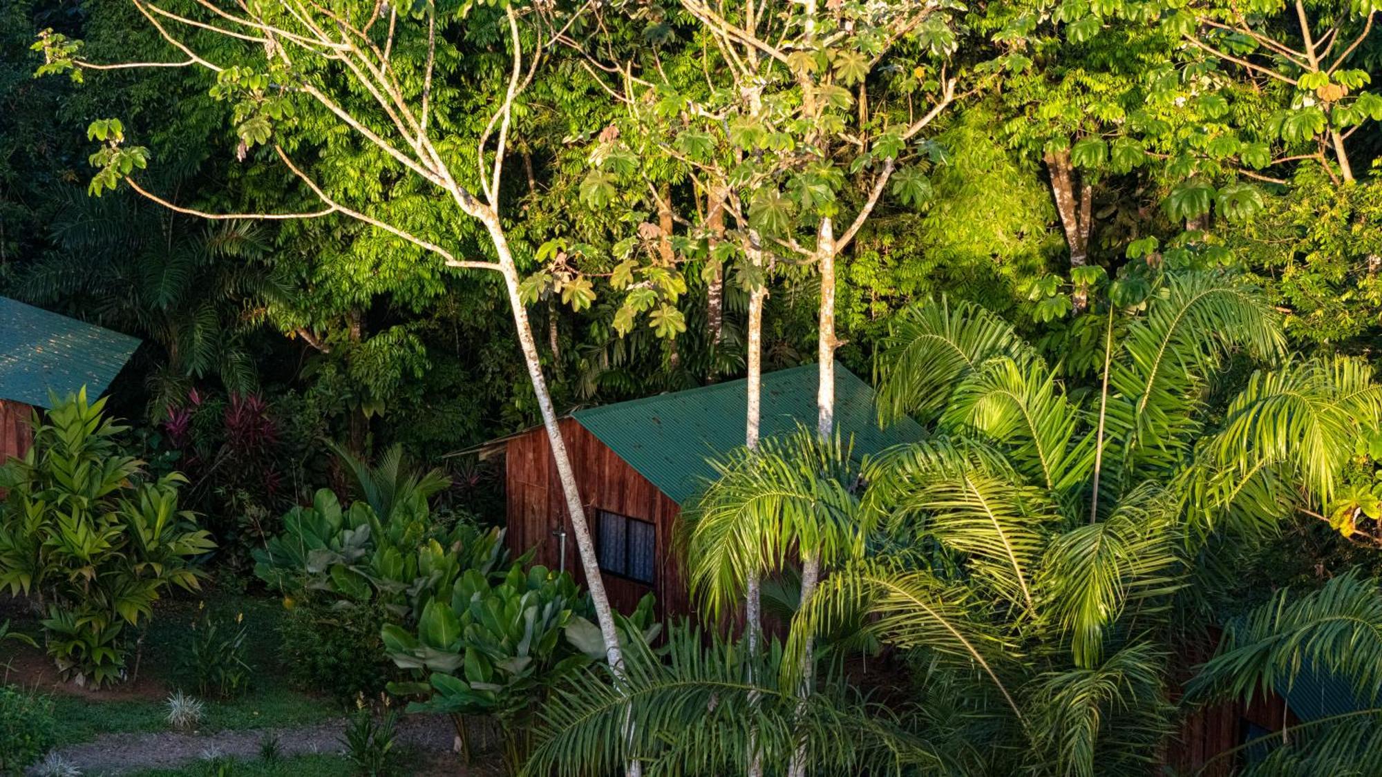 Citronela Lodge Corcovado Drakes Bay Eksteriør bilde